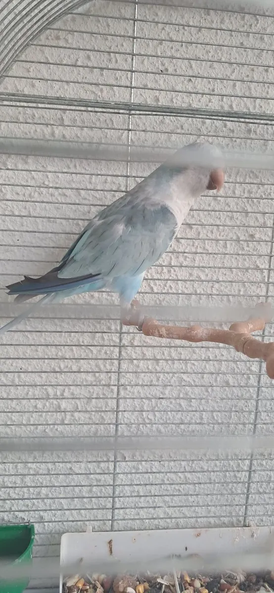 Bird - Image 2