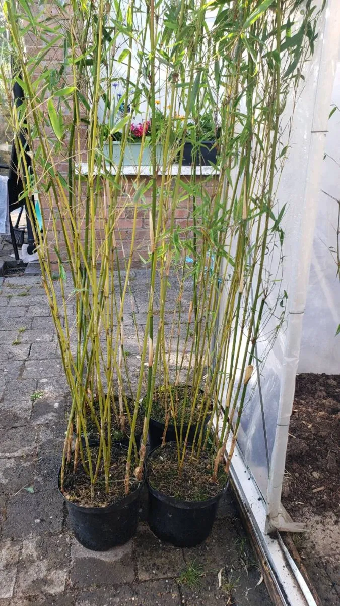 Fargesia Robusta Campbell 2m. Delivery available - Image 1