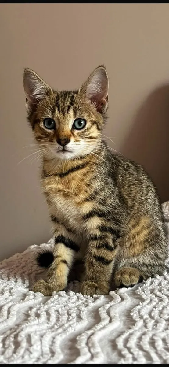 Cats - Image 4