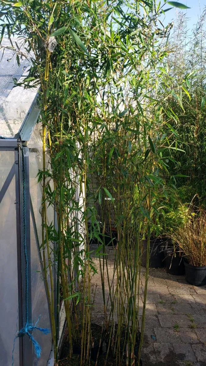 Fargesia Robusta Campbell 2m. Delivery available - Image 4