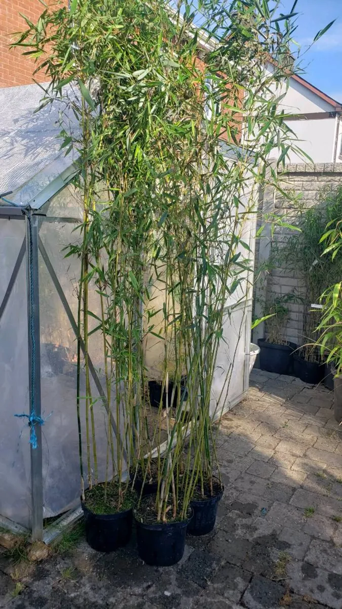 Fargesia Robusta Campbell 2m. Delivery available - Image 3
