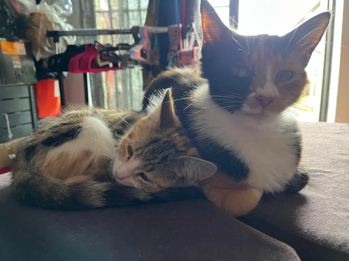 Cats - Image 2