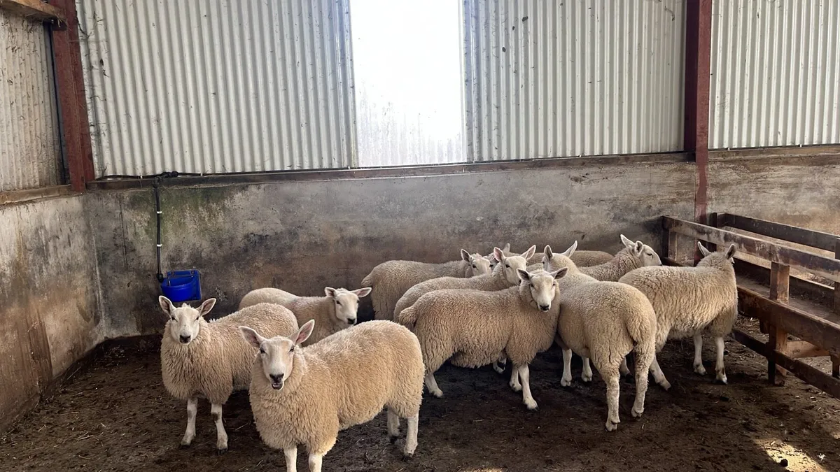 Cheviot females - Image 1
