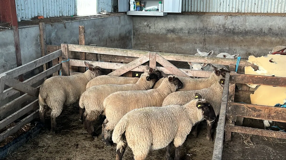 Cheviot females - Image 2