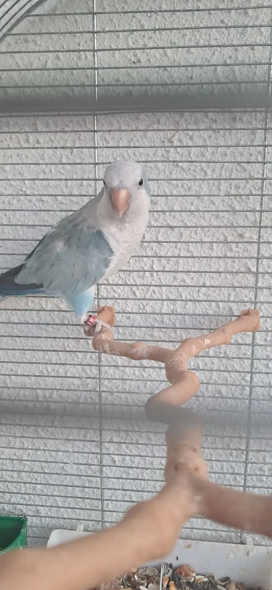 Bird - Image 3