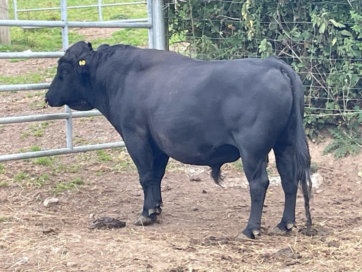 Dexter Bull - Image 3