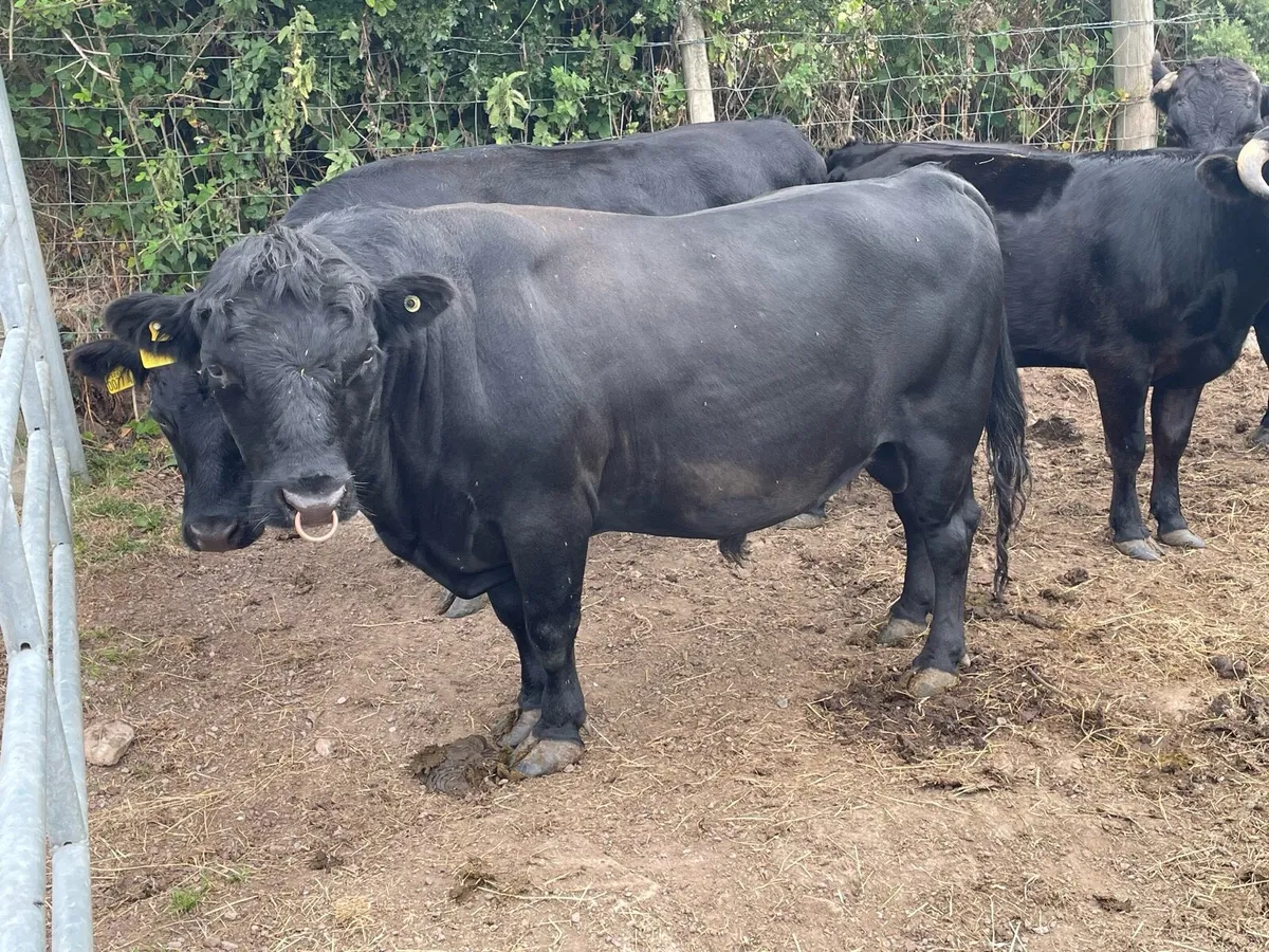 Dexter Bull - Image 1