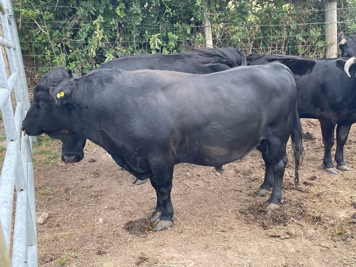 Dexter Bull - Image 2