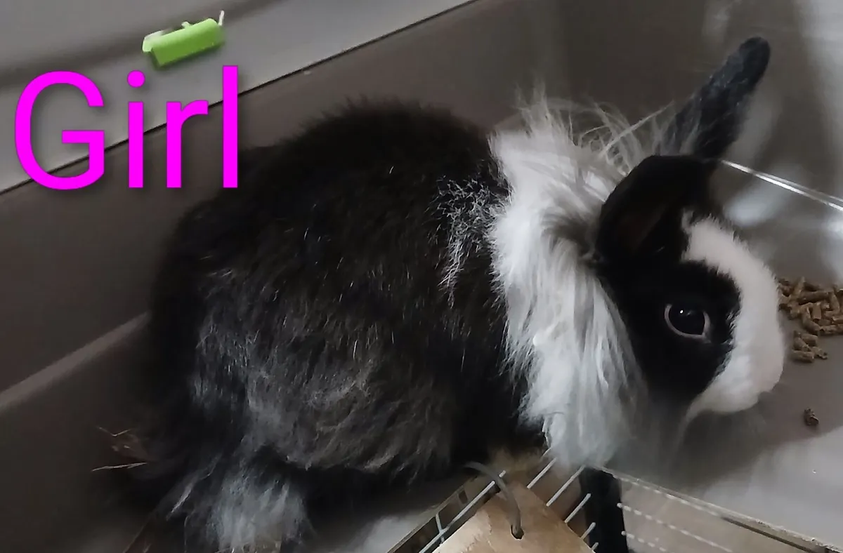 Rabbits - Image 4