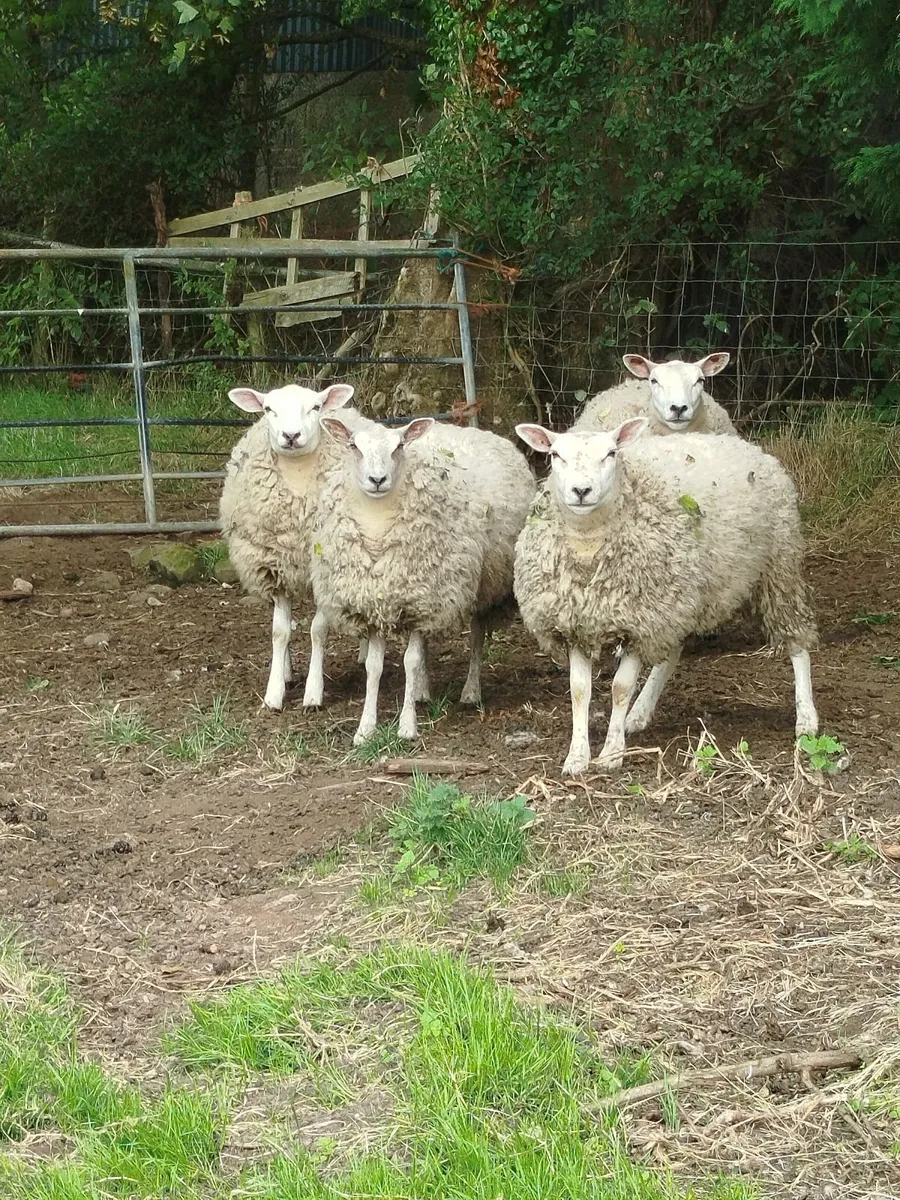 Sheep - Image 1