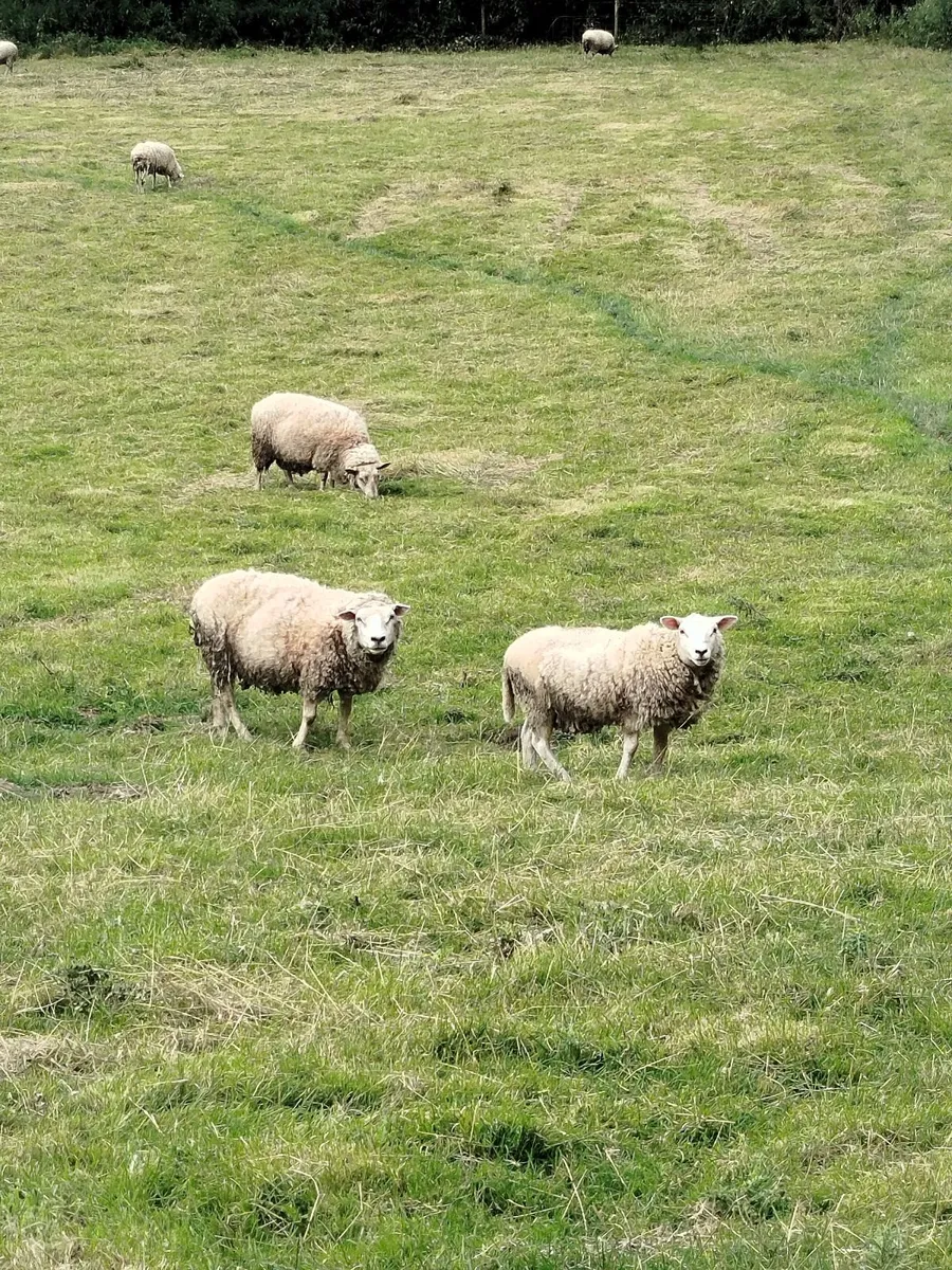 Sheep - Image 2