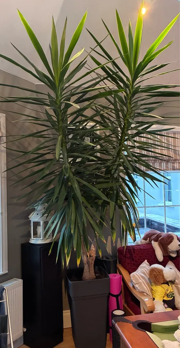 Yuca plant - Image 1