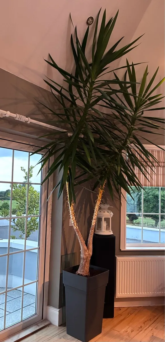 Yuca plant - Image 2