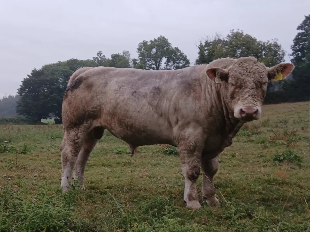 Charolais Bulls - Image 4