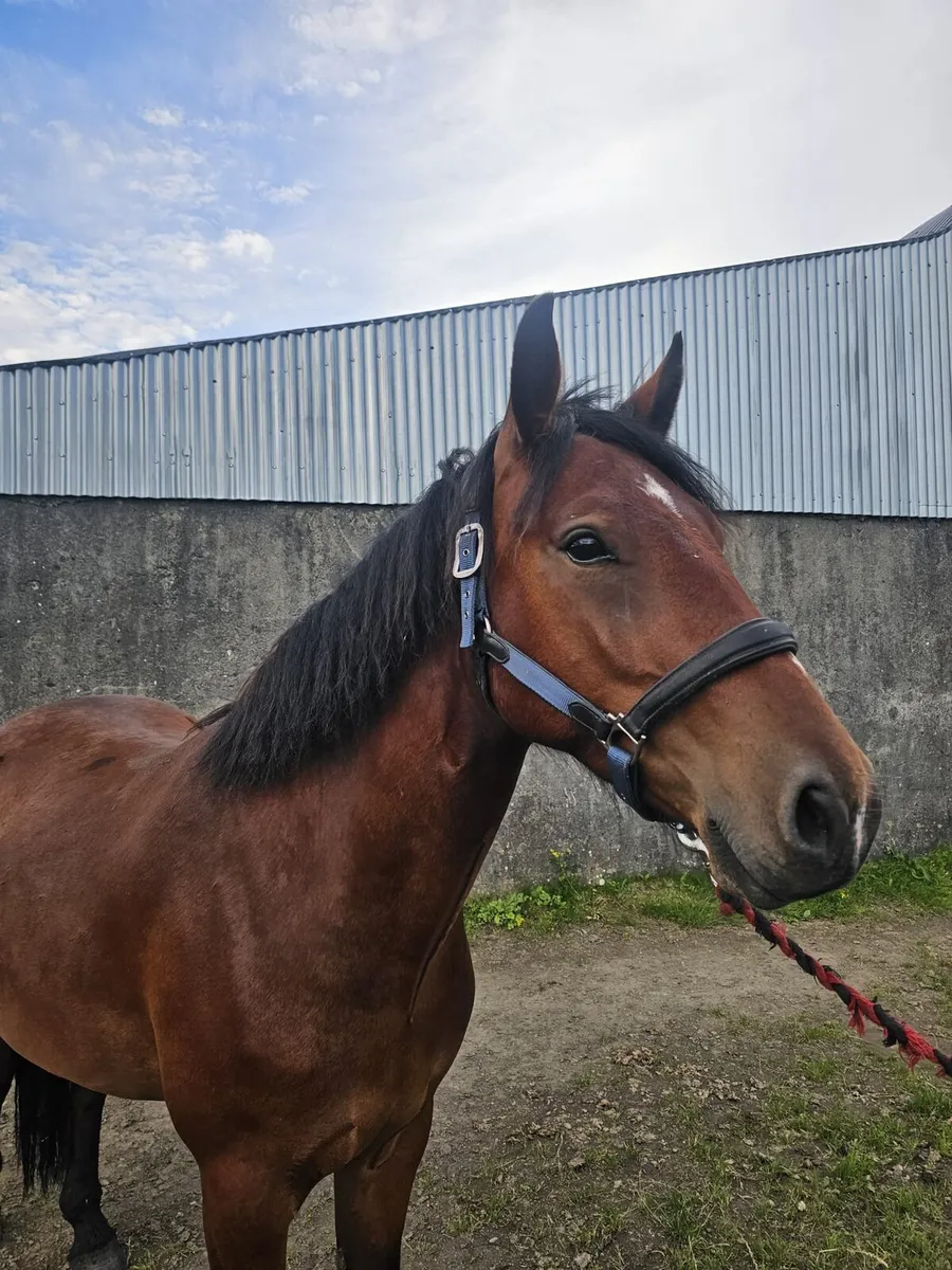 3 year old connemara Gelding pony  for sale - Image 1