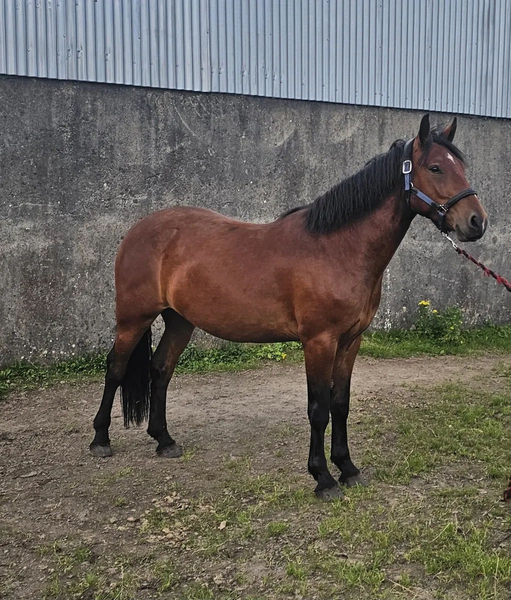 3 year old connemara Gelding pony  for sale - Image 2
