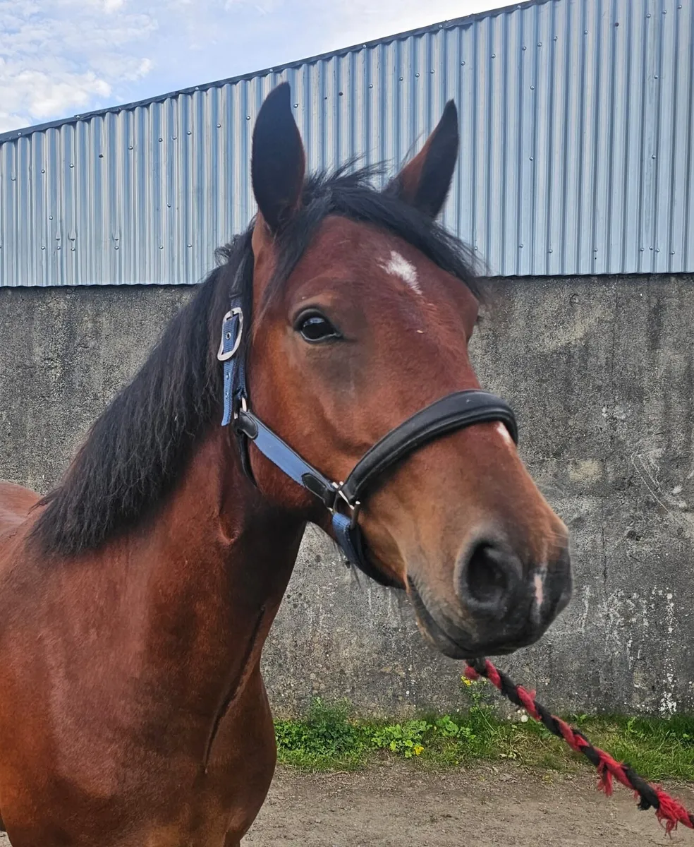 3 year old connemara Gelding pony  for sale - Image 3