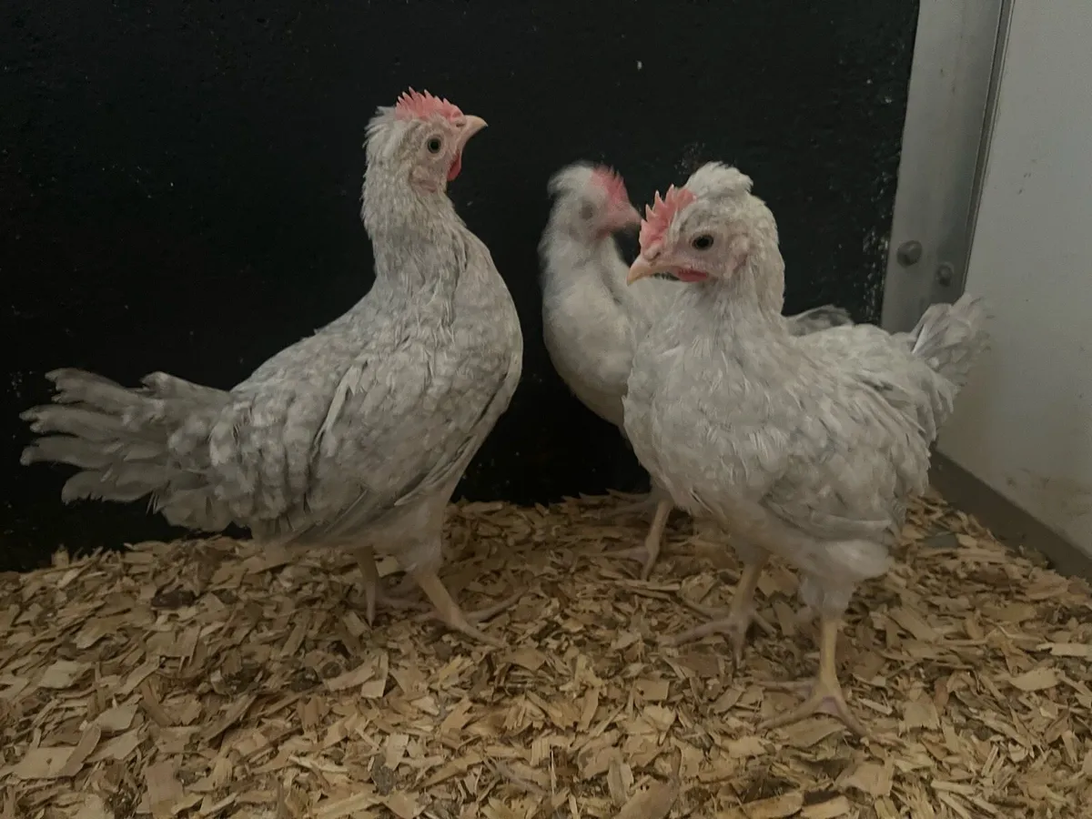 PB Opal Legbar & New Hampshire Roosters - Image 2