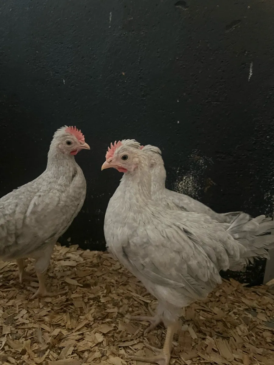 PB Opal Legbar & New Hampshire Roosters - Image 3