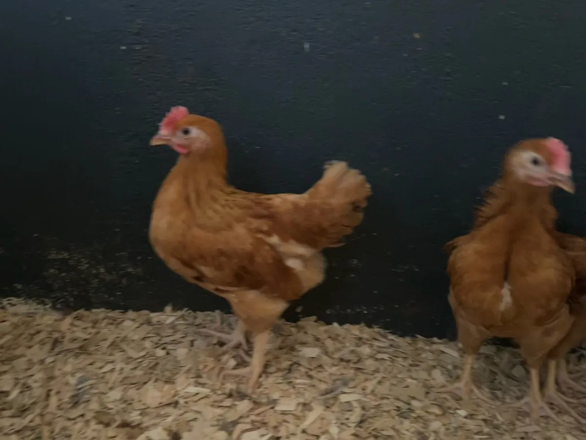 PB Opal Legbar & New Hampshire Roosters - Image 4