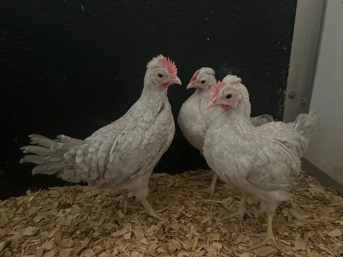 PB Opal Legbar & New Hampshire Roosters - Image 1
