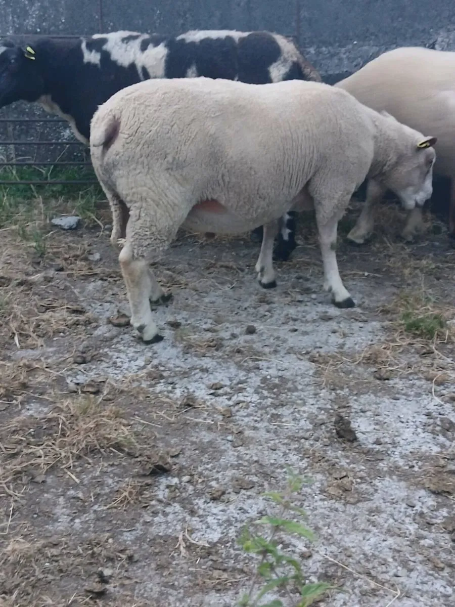 Hogget rams - Image 1