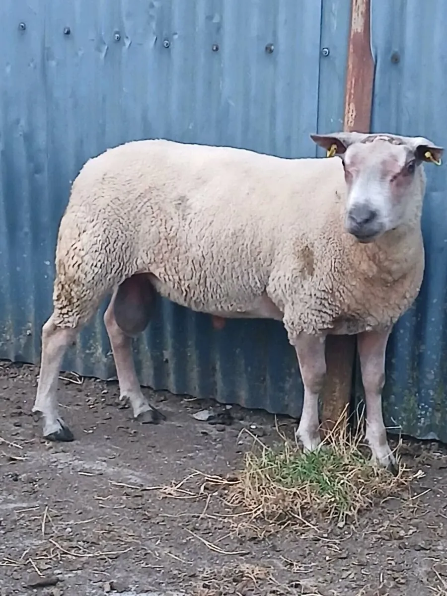 Hogget rams - Image 3