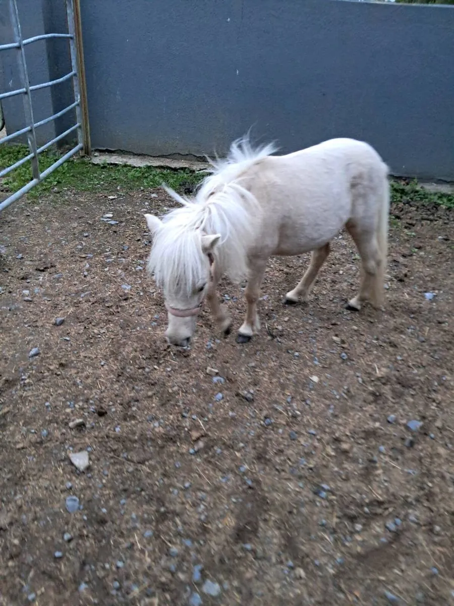 Horse - Image 3