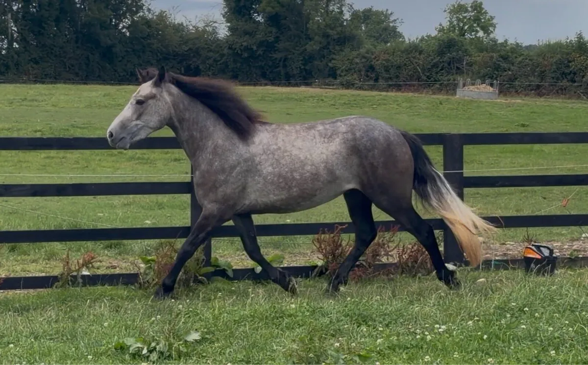 Connemara Pony - Image 2