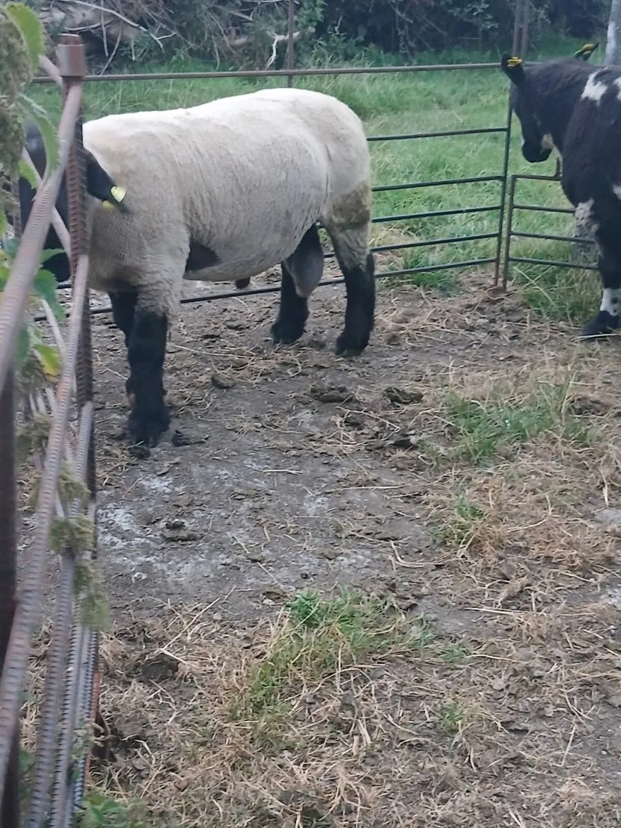 Hogget rams - Image 2
