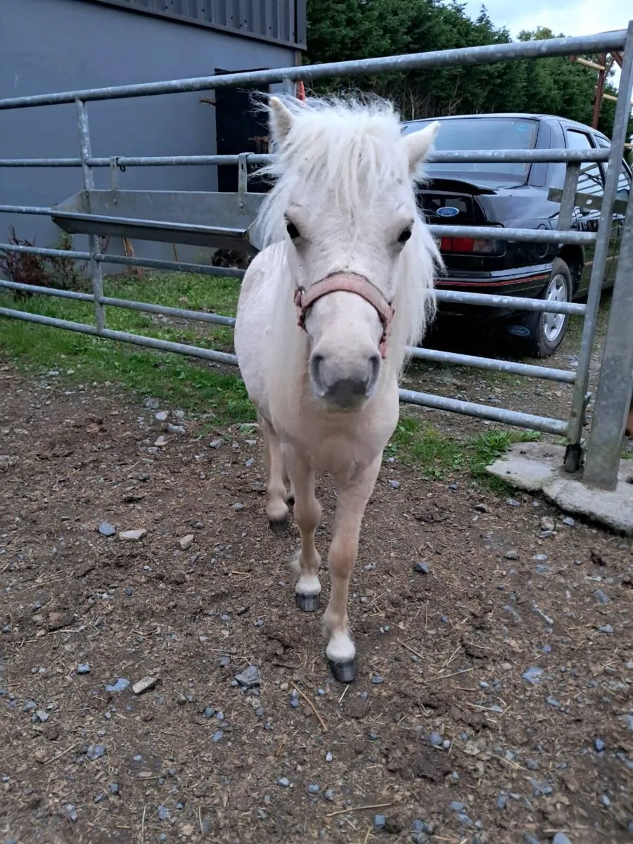 Horse - Image 2