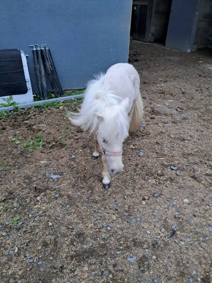 Horse - Image 4