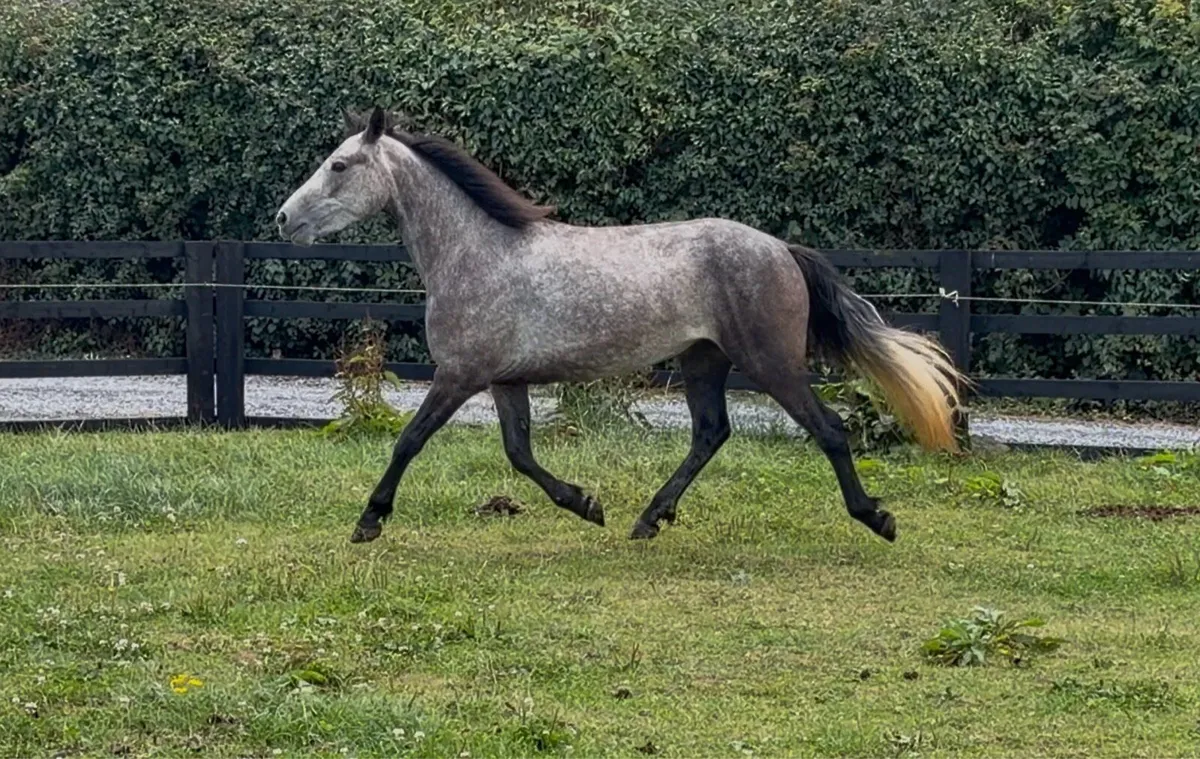 Connemara Pony - Image 3