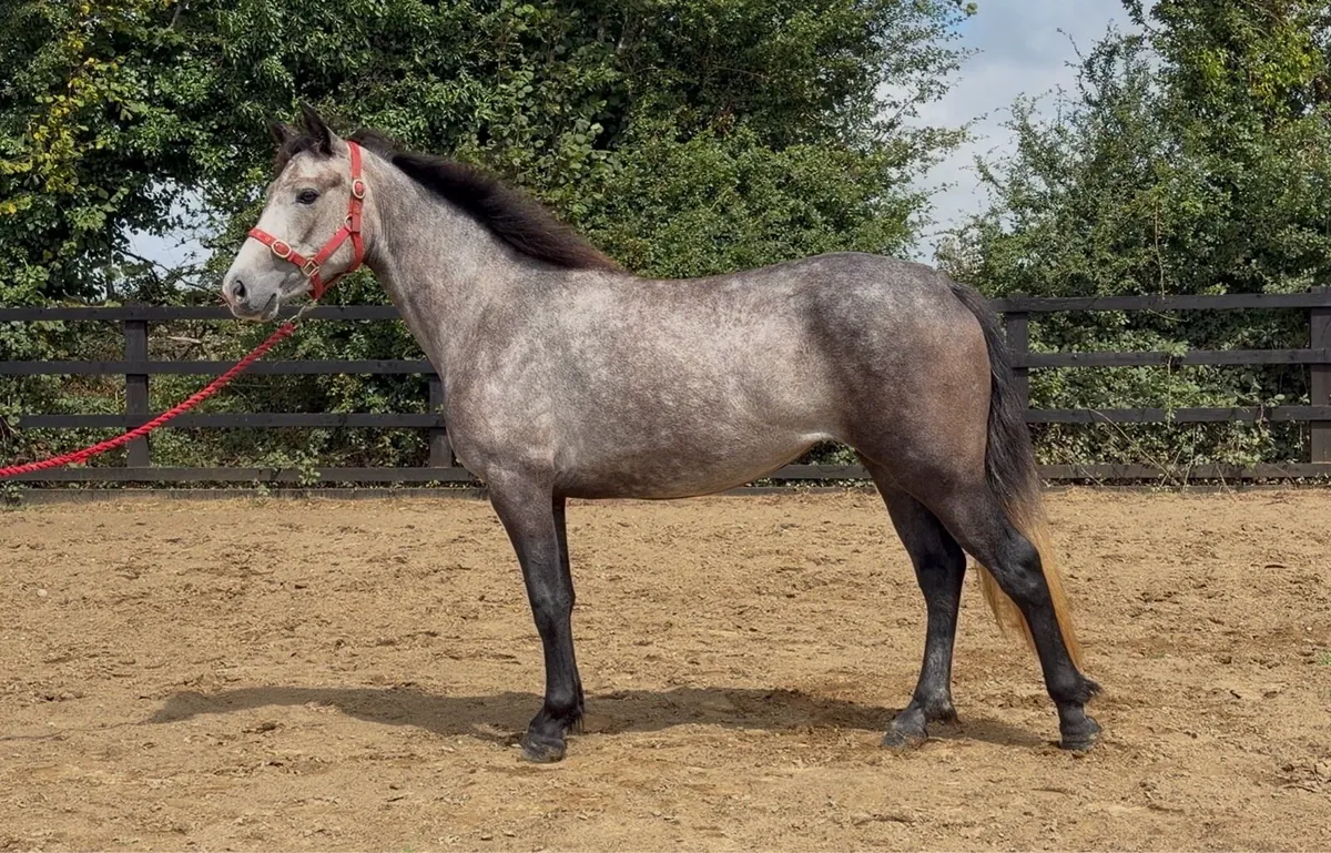 Connemara Pony - Image 1