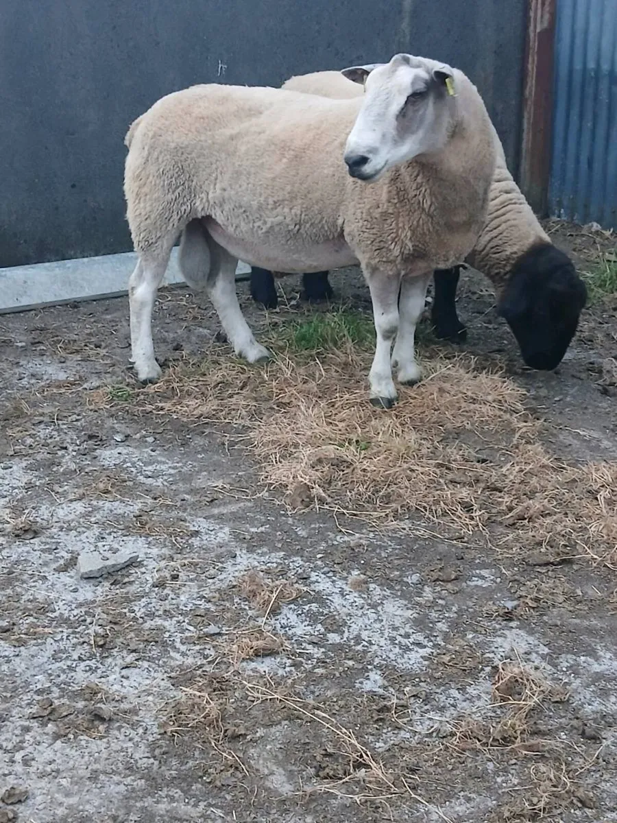 Hogget rams - Image 4