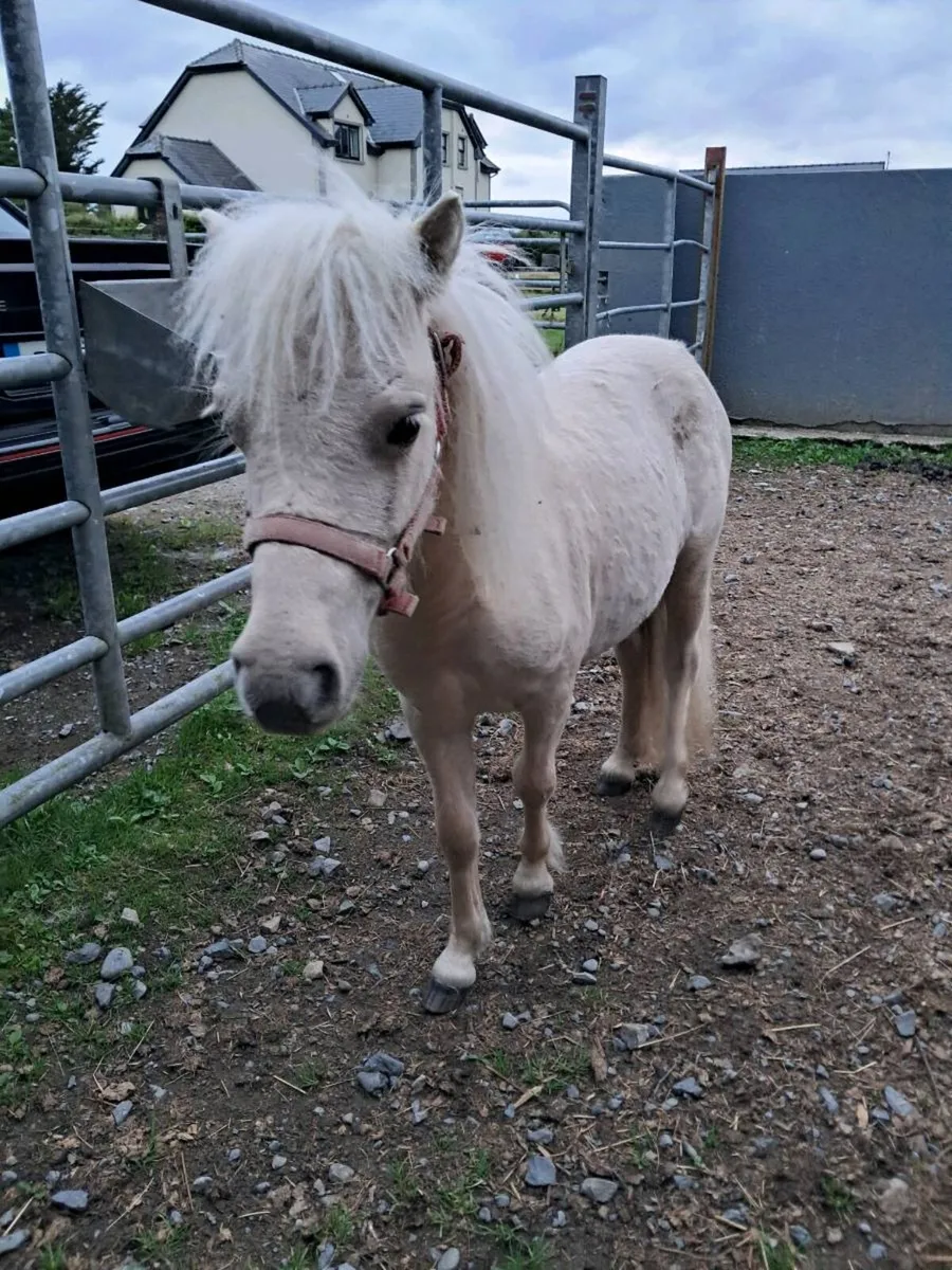 Horse - Image 1