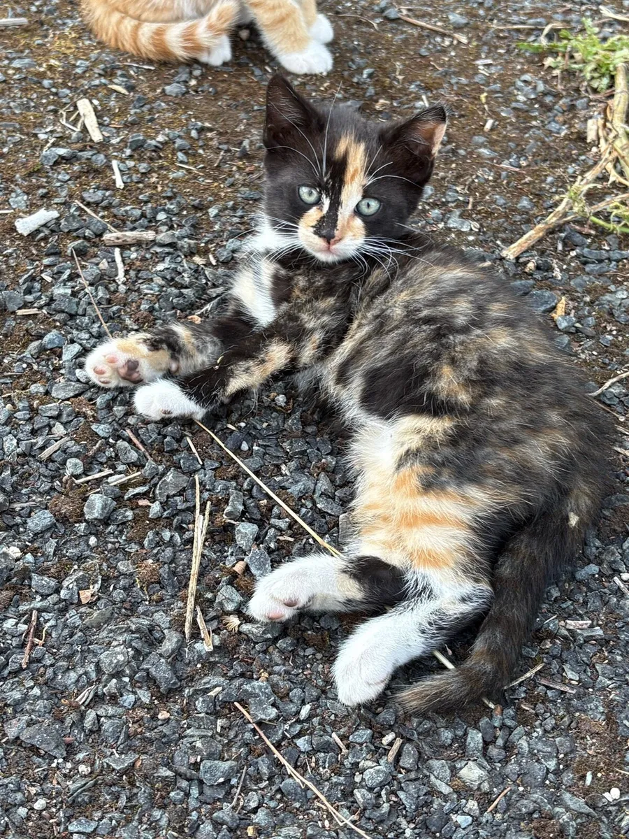Kittens - Free to good home - Image 1