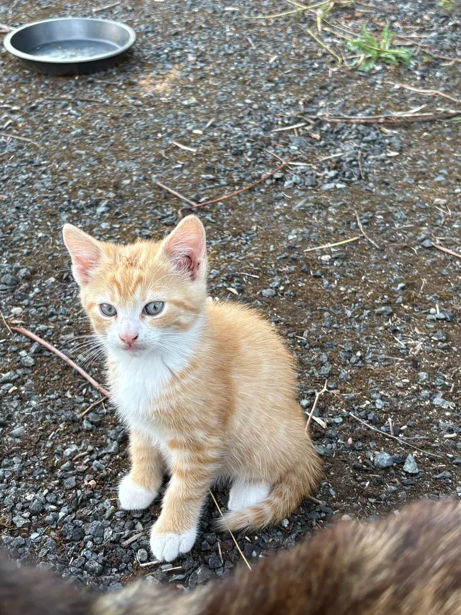 Kittens - Free to good home - Image 2