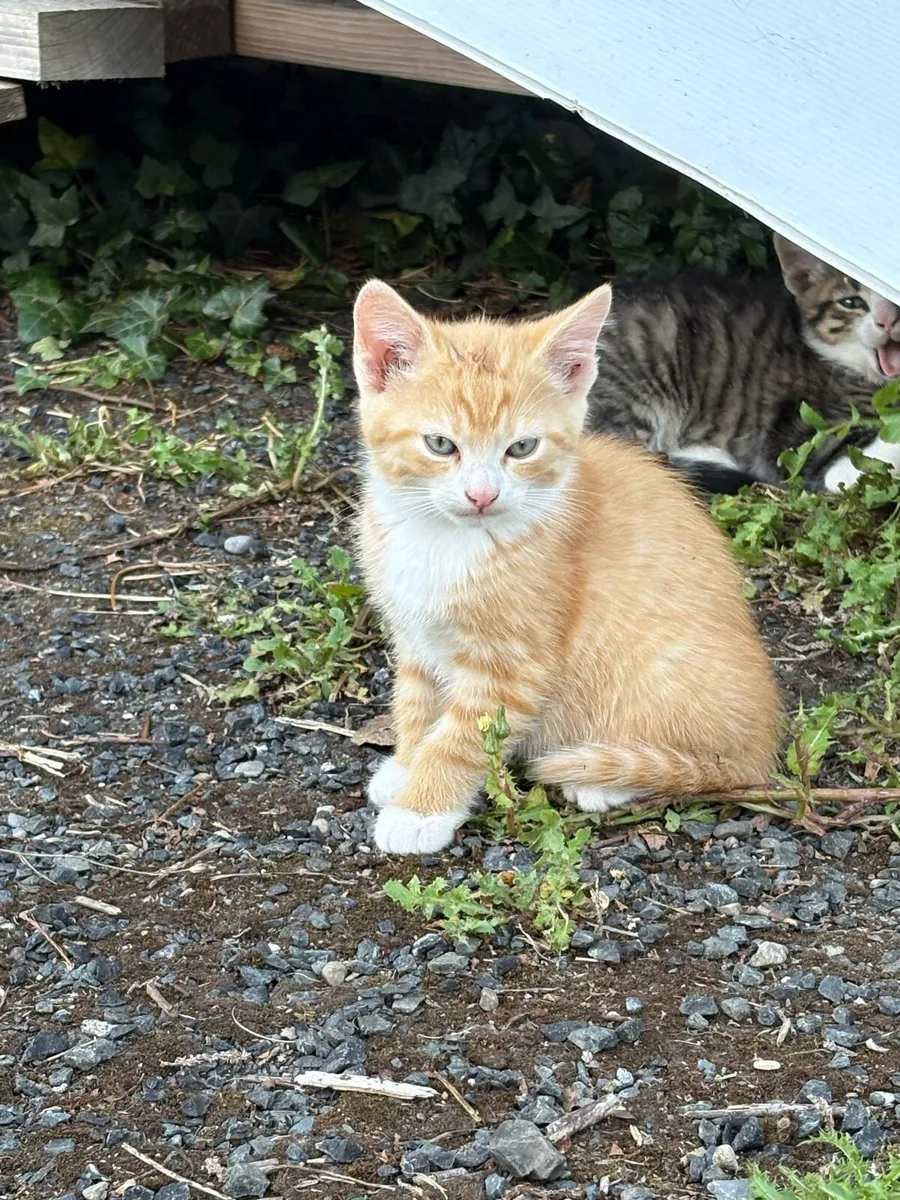 Kittens - Free to good home - Image 3