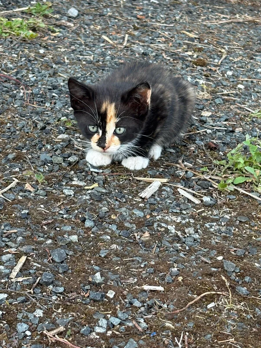 Kittens - Free to good home - Image 4