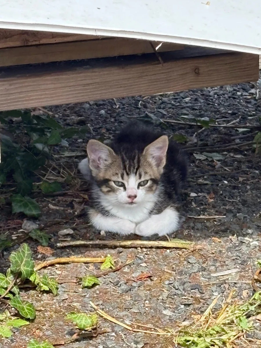 Kitten - Free to good home