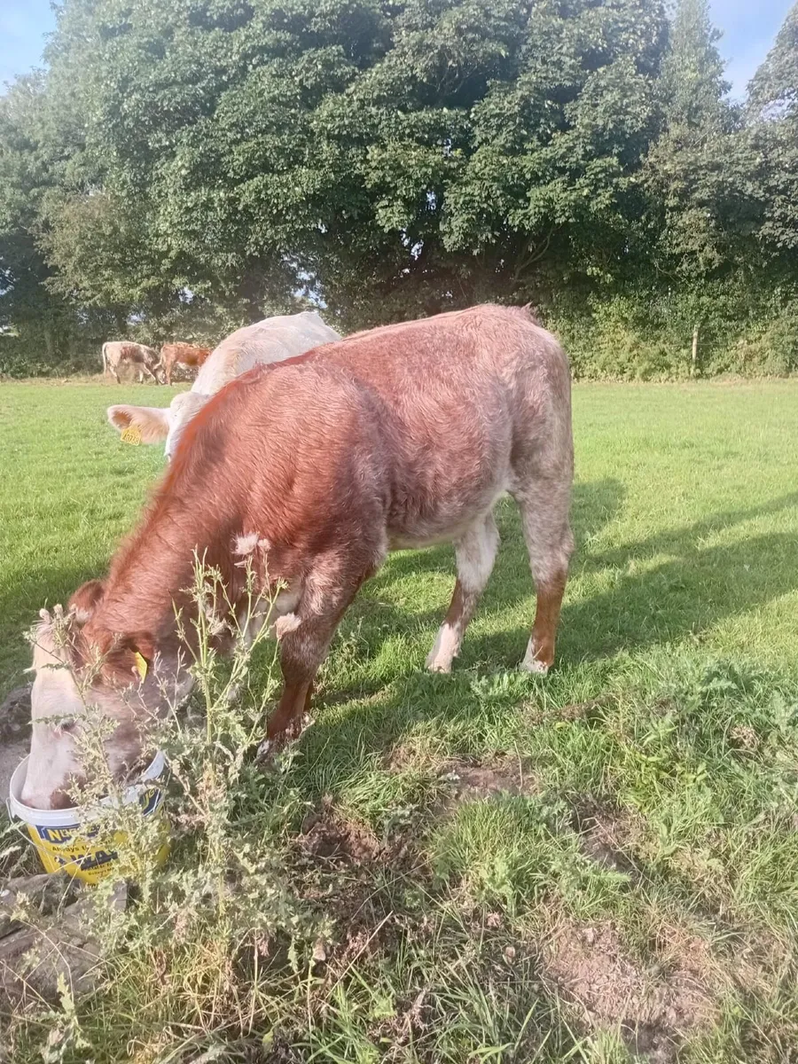 Roan Heifers - Image 1
