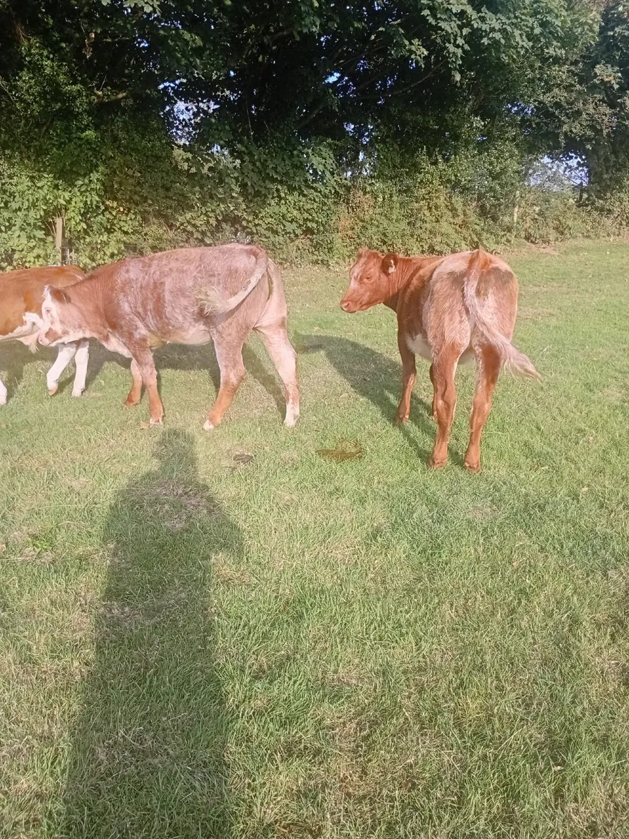Roan Heifers - Image 2
