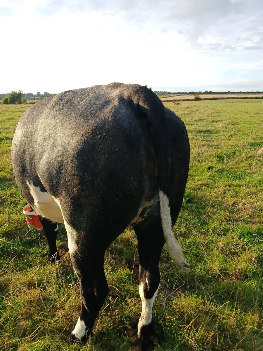 In calf heifers for Carrick - Image 1