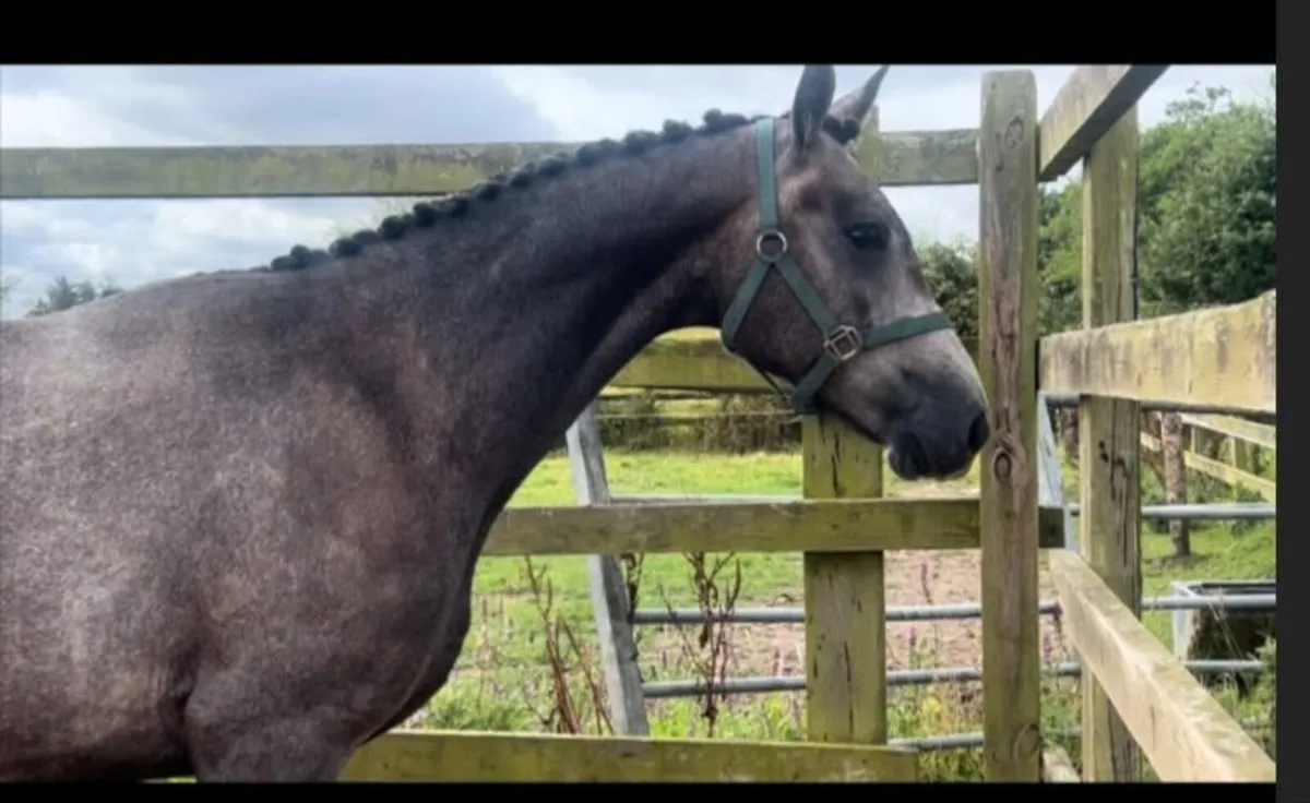 3yo gelding for sale - Image 3