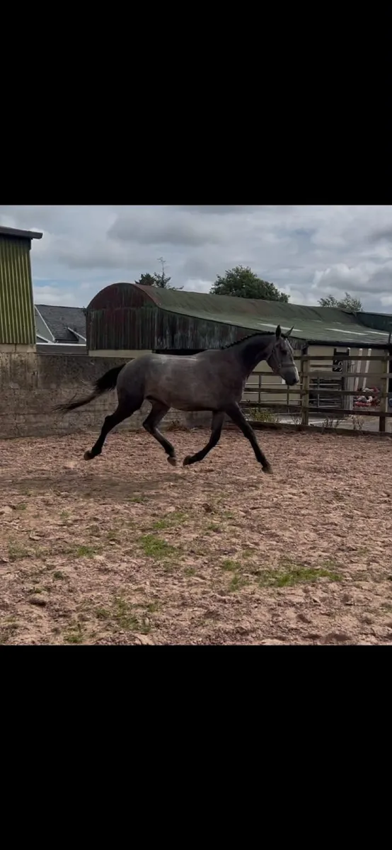3yo gelding for sale - Image 4