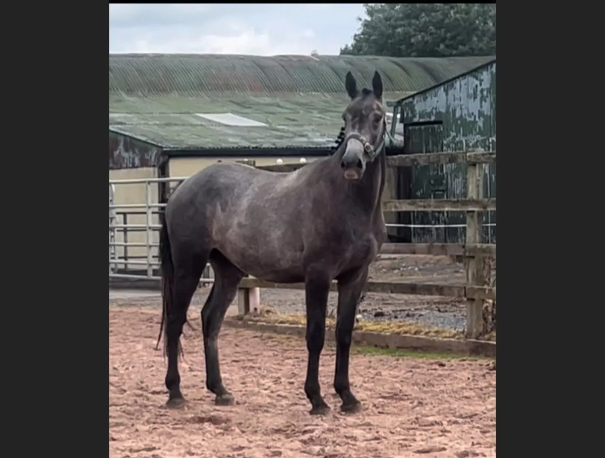 3yo gelding for sale - Image 1