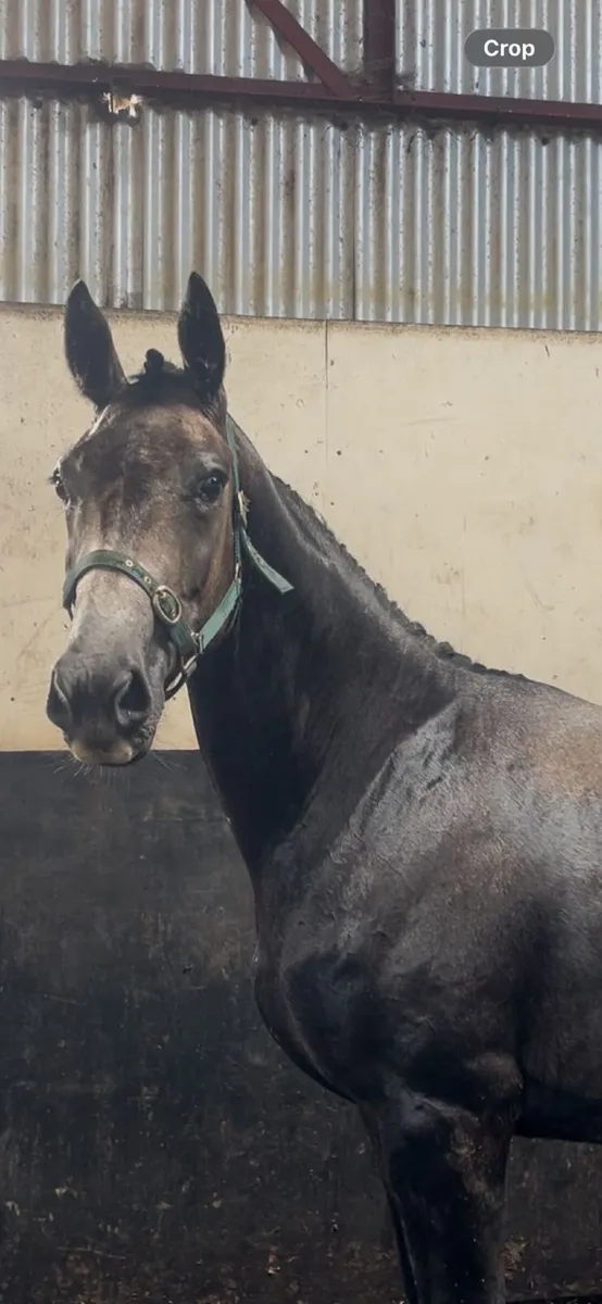3yo gelding for sale - Image 2