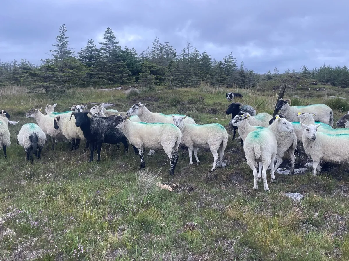STOLEN/MISSING  SHEEP