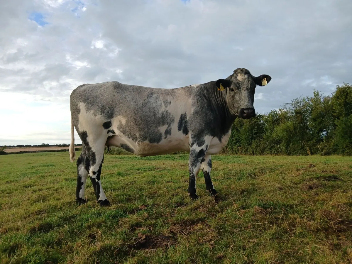 In calf heifers for Carrick - Image 3